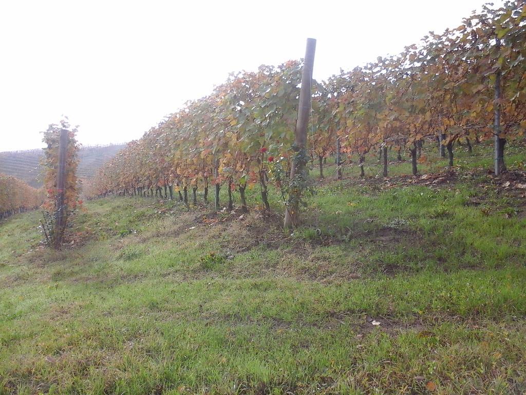 Agriturismo Il Ciabot Villa Barolo Kültér fotó